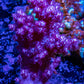 Soft Coral- Pink  Debdronephthya Coral 5cm Soft Coral- Pink  Debdronephthya Coral 5cm Soft Coral Soft Coral- Pink  Debdronephthya Coral 5cm Zeo Box Reef