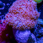 Soft Coral- Pink  Debdronephthya Coral 8cm Soft Coral- Pink  Debdronephthya Coral 8cm Soft Coral Soft Coral- Pink  Debdronephthya Coral 8cm Zeo Box Reef