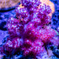 Soft Coral- Pink Dendronephthya Coral 6cm Soft Coral- Pink Dendronephthya Coral 6cm Soft Coral Soft Coral- Pink Dendronephthya Coral 6cm Zeo Box Reef