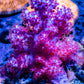 Soft Coral- Pink Dendronephthya Coral 6cm Soft Coral- Pink Dendronephthya Coral 6cm Soft Coral Soft Coral- Pink Dendronephthya Coral 6cm Zeo Box Reef
