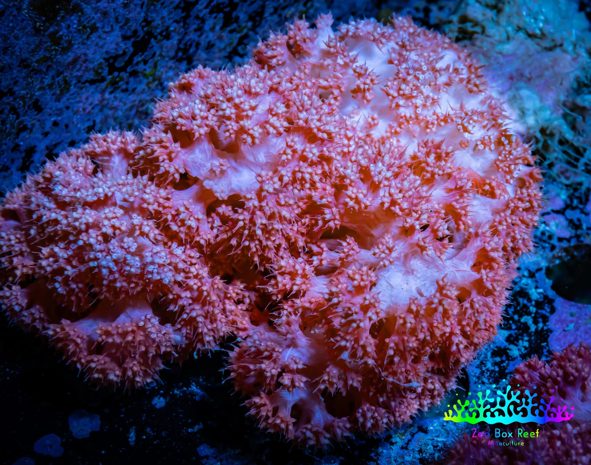 Soft Coral-  Red Debdronephthya Coral 10cm  WYSIWYG Soft Coral-  Red Debdronephthya Coral 10cm  WYSIWYG Soft Coral Soft Coral-  Red Debdronephthya Coral 10cm  WYSIWYG Zeo Box Reef