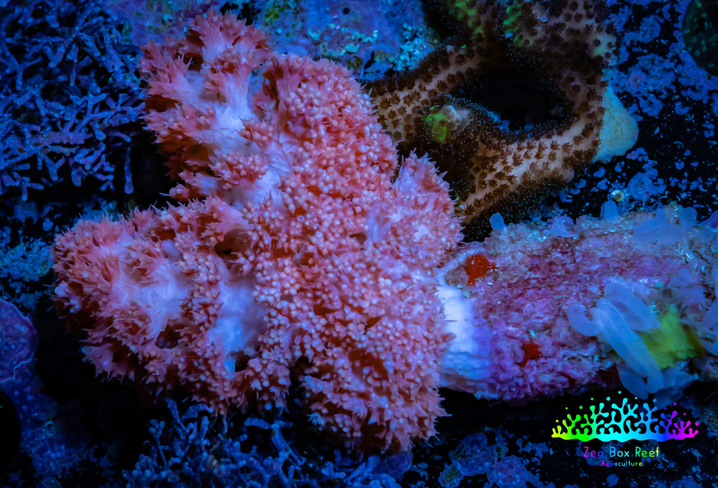 Soft Coral-  Red Debdronephthya Coral 6cm  WYSIWYG Soft Coral-  Red Debdronephthya Coral 6cm  WYSIWYG Soft Coral Soft Coral-  Red Debdronephthya Coral 6cm  WYSIWYG Zeo Box Reef