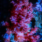 Soft Coral-  Red Debdronephthya Coral 6cm Soft Coral-  Red Debdronephthya Coral 6cm Soft Coral Soft Coral-  Red Debdronephthya Coral 6cm Zeo Box Reef