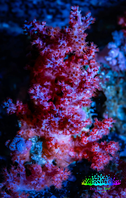 Soft Coral-  Red Debdronephthya Coral 6cm Soft Coral-  Red Debdronephthya Coral 6cm Soft Coral Soft Coral-  Red Debdronephthya Coral 6cm Zeo Box Reef