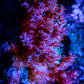 Soft Coral-  Red Debdronephthya Coral 6cm Soft Coral-  Red Debdronephthya Coral 6cm Soft Coral Soft Coral-  Red Debdronephthya Coral 6cm Zeo Box Reef