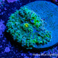Soft Coral- Ricordea  WYSIWYG 1.5cm Soft Coral- Ricordea  WYSIWYG 1.5cm Soft Coral Soft Coral- Ricordea  WYSIWYG 1.5cm Zeo Box Reef