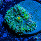 Soft Coral- Ricordea  WYSIWYG 1.5cm Soft Coral- Ricordea  WYSIWYG 1.5cm Soft Coral Soft Coral- Ricordea  WYSIWYG 1.5cm Zeo Box Reef
