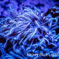 Soft Coral - Tubipora - Blue Pipe Organ Coral -  Frag Soft Coral - Tubipora - Blue Pipe Organ Coral -  Frag Soft Coral Soft Coral - Tubipora - Blue Pipe Organ Coral -  Frag Zeo Box Reef