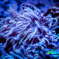 Soft Coral - Tubipora - Blue Pipe Organ Coral -  Frag Soft Coral - Tubipora - Blue Pipe Organ Coral -  Frag Soft Coral Soft Coral - Tubipora - Blue Pipe Organ Coral -  Frag Zeo Box Reef