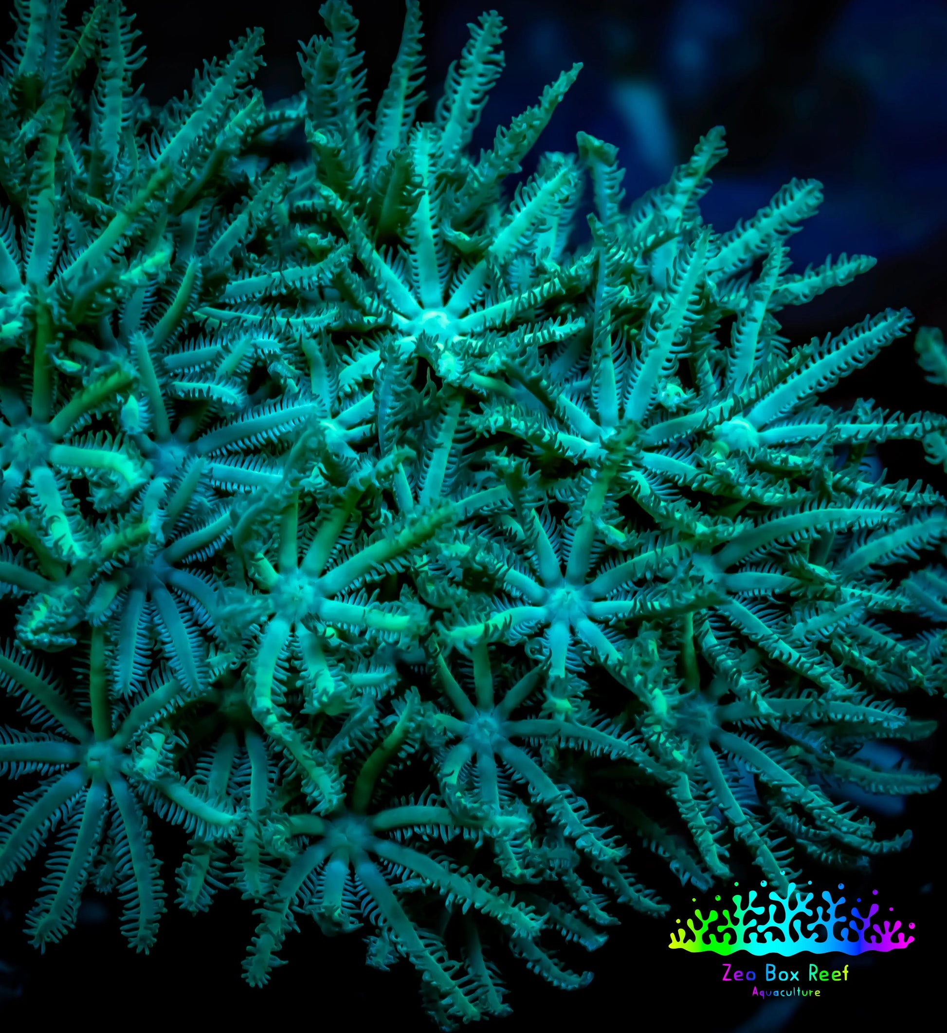 Soft Coral - Tubipora - Green Pipe Organ Coral Frag Soft Coral - Tubipora - Green Pipe Organ Coral Frag Soft Coral Soft Coral - Tubipora - Green Pipe Organ Coral Frag Zeo Box Reef