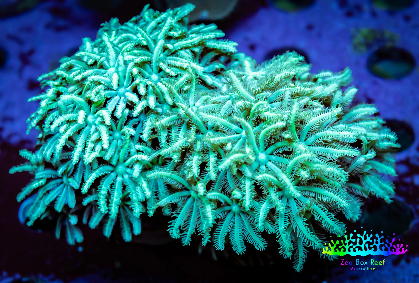 Soft Coral - Tubipora - Lime Green Pipe Organ Coral Frag Soft Coral - Tubipora - Lime Green Pipe Organ Coral Frag Soft Coral Soft Coral - Tubipora - Lime Green Pipe Organ Coral Frag Zeo Box Reef