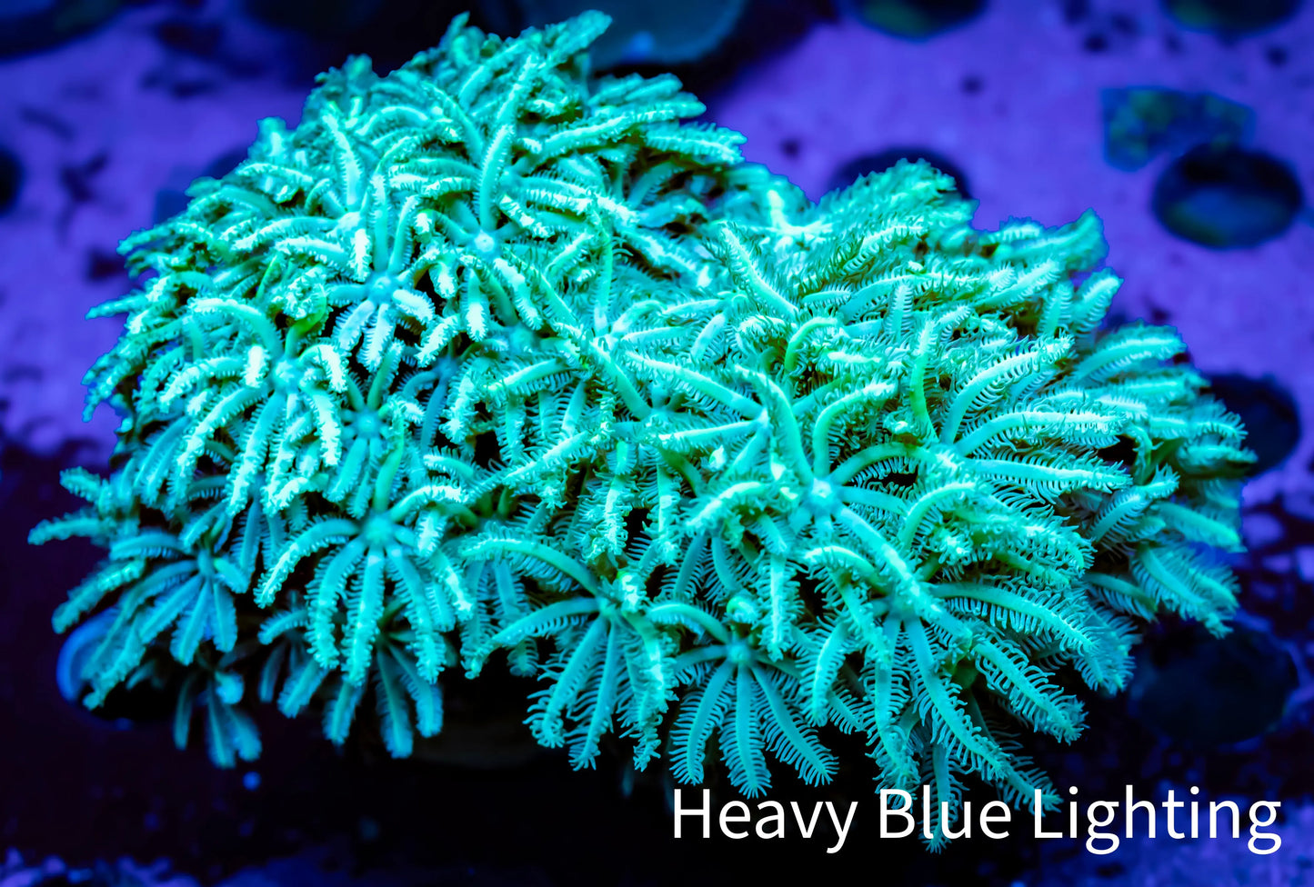 Soft Coral - Tubipora - Lime Green Pipe Organ Coral Frag Soft Coral - Tubipora - Lime Green Pipe Organ Coral Frag Soft Coral Soft Coral - Tubipora - Lime Green Pipe Organ Coral Frag Zeo Box Reef