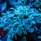 Soft Coral - Tubipora - Pipe Organ Coral Blue -  Frag Soft Coral - Tubipora - Pipe Organ Coral Blue -  Frag Soft Coral Soft Coral - Tubipora - Pipe Organ Coral Blue -  Frag Zeo Box Reef