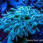 Soft Coral - Tubipora - Pipe Organ Coral Blue -  Frag Soft Coral - Tubipora - Pipe Organ Coral Blue -  Frag Soft Coral Soft Coral - Tubipora - Pipe Organ Coral Blue -  Frag Zeo Box Reef