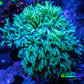 Soft Coral - Tubipora -  Pipe Organ Coral Frag WYSIWYG Soft Coral - Tubipora -  Pipe Organ Coral Frag WYSIWYG Soft Coral Soft Coral - Tubipora -  Pipe Organ Coral Frag WYSIWYG Zeo Box Reef