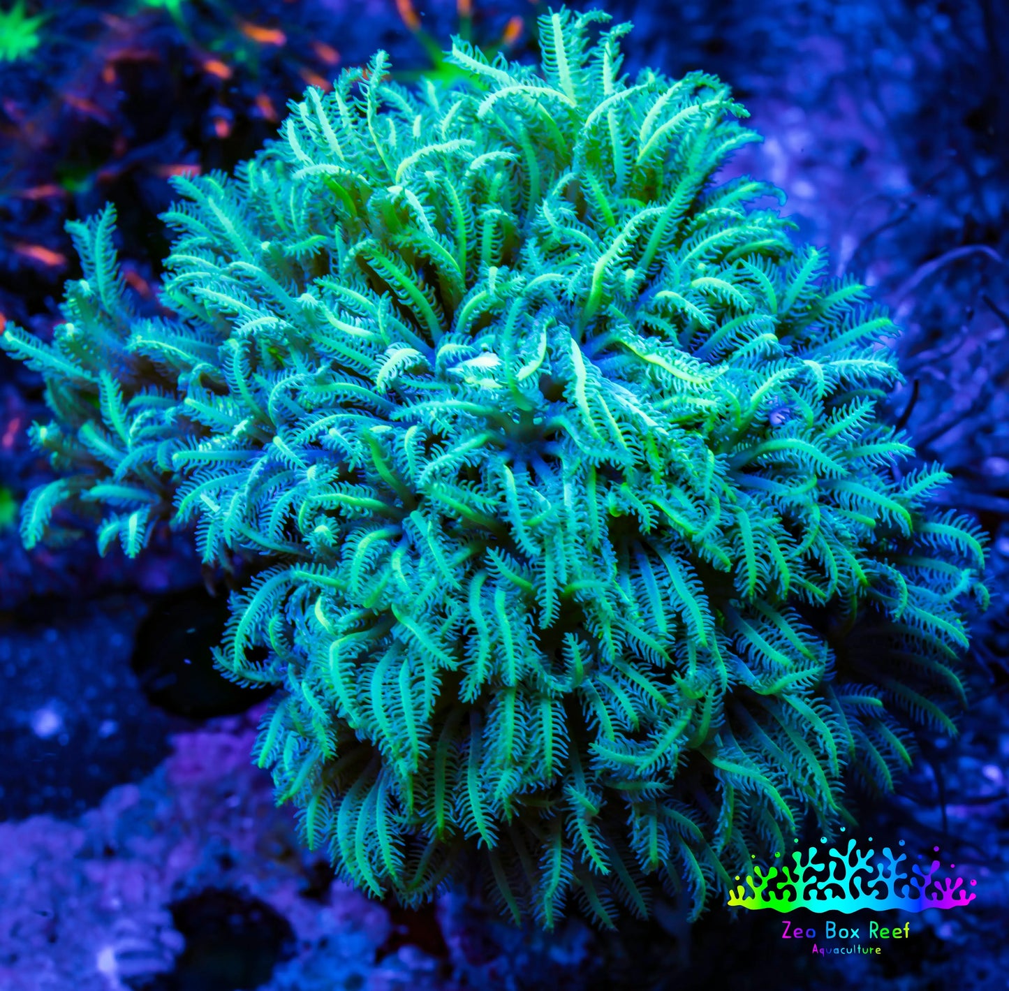 Soft Coral - Tubipora -  Pipe Organ Coral Frag WYSIWYG Soft Coral - Tubipora -  Pipe Organ Coral Frag WYSIWYG Soft Coral Soft Coral - Tubipora -  Pipe Organ Coral Frag WYSIWYG Zeo Box Reef