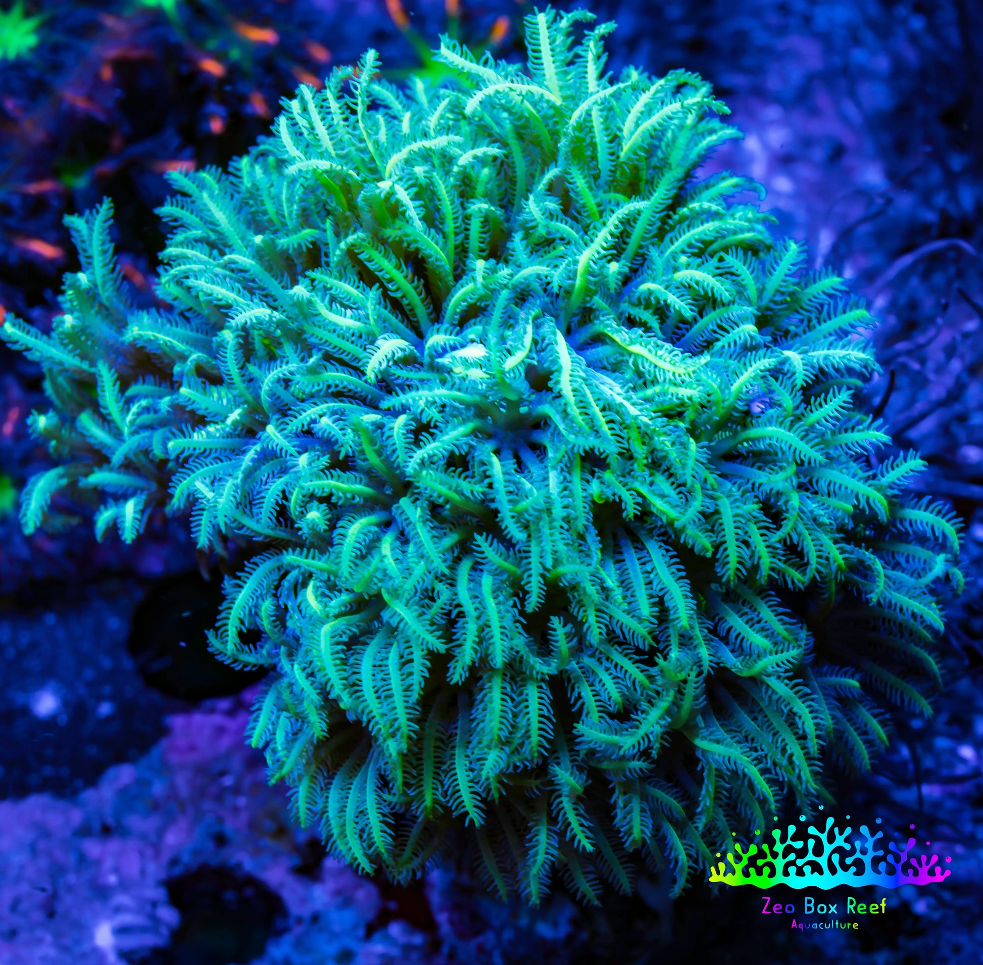 Soft Coral - Tubipora -  Pipe Organ Coral Frag WYSIWYG Soft Coral - Tubipora -  Pipe Organ Coral Frag WYSIWYG Soft Coral Soft Coral - Tubipora -  Pipe Organ Coral Frag WYSIWYG Zeo Box Reef