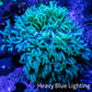 Soft Coral - Tubipora -  Pipe Organ Coral Frag WYSIWYG Soft Coral - Tubipora -  Pipe Organ Coral Frag WYSIWYG Soft Coral Soft Coral - Tubipora -  Pipe Organ Coral Frag WYSIWYG Zeo Box Reef