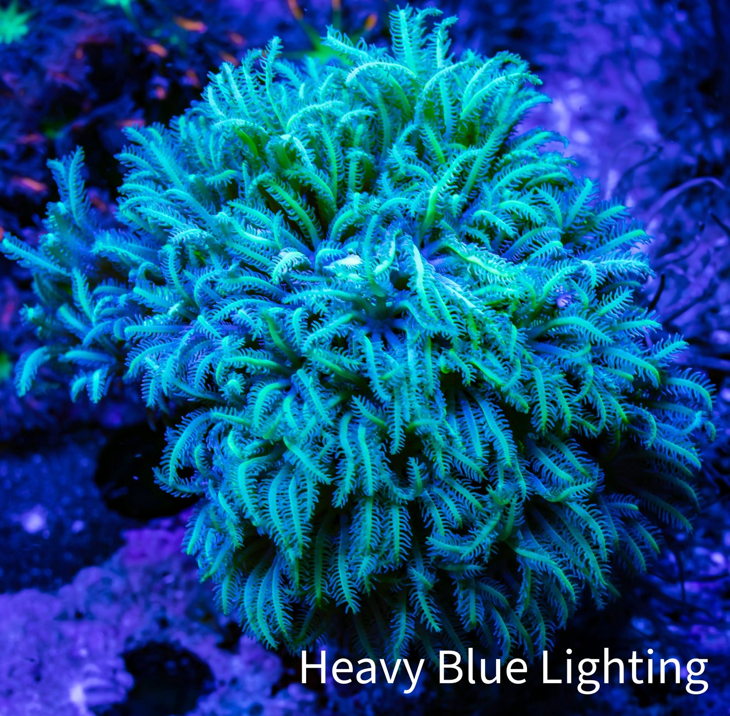 Soft Coral - Tubipora -  Pipe Organ Coral Frag WYSIWYG Soft Coral - Tubipora -  Pipe Organ Coral Frag WYSIWYG Soft Coral Soft Coral - Tubipora -  Pipe Organ Coral Frag WYSIWYG Zeo Box Reef