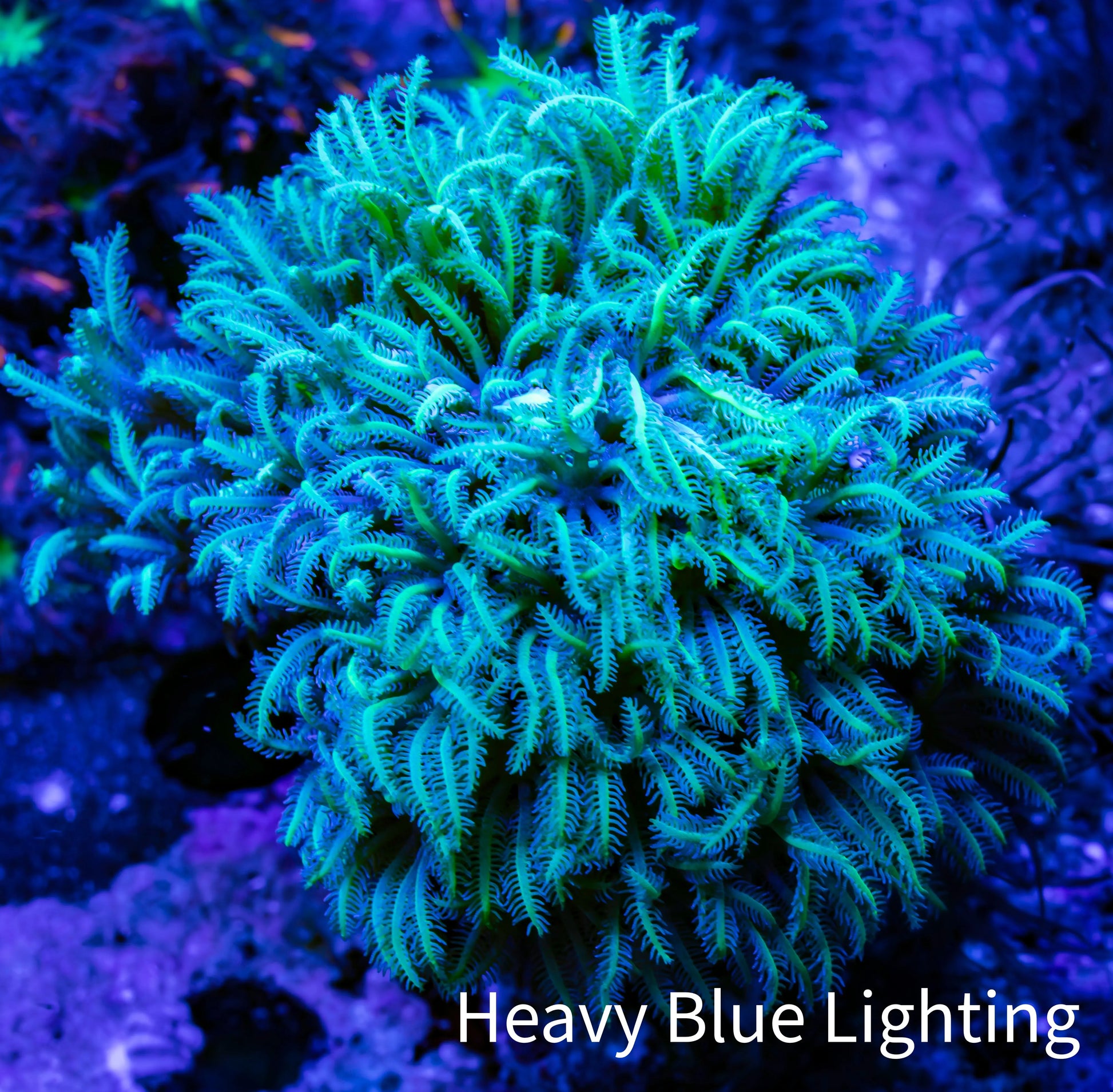 Soft Coral - Tubipora -  Pipe Organ Coral Frag WYSIWYG Soft Coral - Tubipora -  Pipe Organ Coral Frag WYSIWYG Soft Coral Soft Coral - Tubipora -  Pipe Organ Coral Frag WYSIWYG Zeo Box Reef