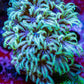 Soft Coral - Tubipora -  Pipe Organ Coral Frag Soft Coral - Tubipora -  Pipe Organ Coral Frag Soft Coral Soft Coral - Tubipora -  Pipe Organ Coral Frag Zeo Box Reef
