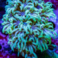 Soft Coral - Tubipora -  Pipe Organ Coral Frag Soft Coral - Tubipora -  Pipe Organ Coral Frag Soft Coral Soft Coral - Tubipora -  Pipe Organ Coral Frag Zeo Box Reef