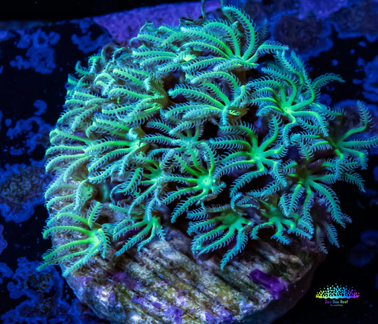 Soft Coral - Tubipora - Pipe Organ Coral Lime Green Frag Soft Coral - Tubipora - Pipe Organ Coral Lime Green Frag Soft Coral Soft Coral - Tubipora - Pipe Organ Coral Lime Green Frag Zeo Box Reef