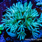 Soft Coral - Tubipora - Pipe Organ Coral Lime Green Frag Soft Coral - Tubipora - Pipe Organ Coral Lime Green Frag Soft Coral Soft Coral - Tubipora - Pipe Organ Coral Lime Green Frag Zeo Box Reef