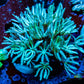 Soft Coral - Tubipora - Pipe Organ Coral Lime Green Frag Soft Coral - Tubipora - Pipe Organ Coral Lime Green Frag Soft Coral Soft Coral - Tubipora - Pipe Organ Coral Lime Green Frag Zeo Box Reef
