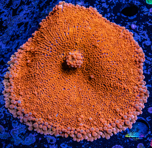 Soft Coral- Ultra Orange Ricordea  WYSIWYG 8cm Soft Coral- Ultra Orange Ricordea  WYSIWYG 8cm Soft Coral Soft Coral- Ultra Orange Ricordea  WYSIWYG 8cm Zeo Box Reef