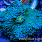 Soft Coral- Ultra Ricordea 4cm  WYSIWYG Soft Coral- Ultra Ricordea 4cm  WYSIWYG Soft Coral Soft Coral- Ultra Ricordea 4cm  WYSIWYG Zeo Box Reef