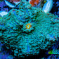 Soft Coral- Ultra Ricordea 4cm  WYSIWYG Soft Coral- Ultra Ricordea 4cm  WYSIWYG Soft Coral Soft Coral- Ultra Ricordea 4cm  WYSIWYG Zeo Box Reef