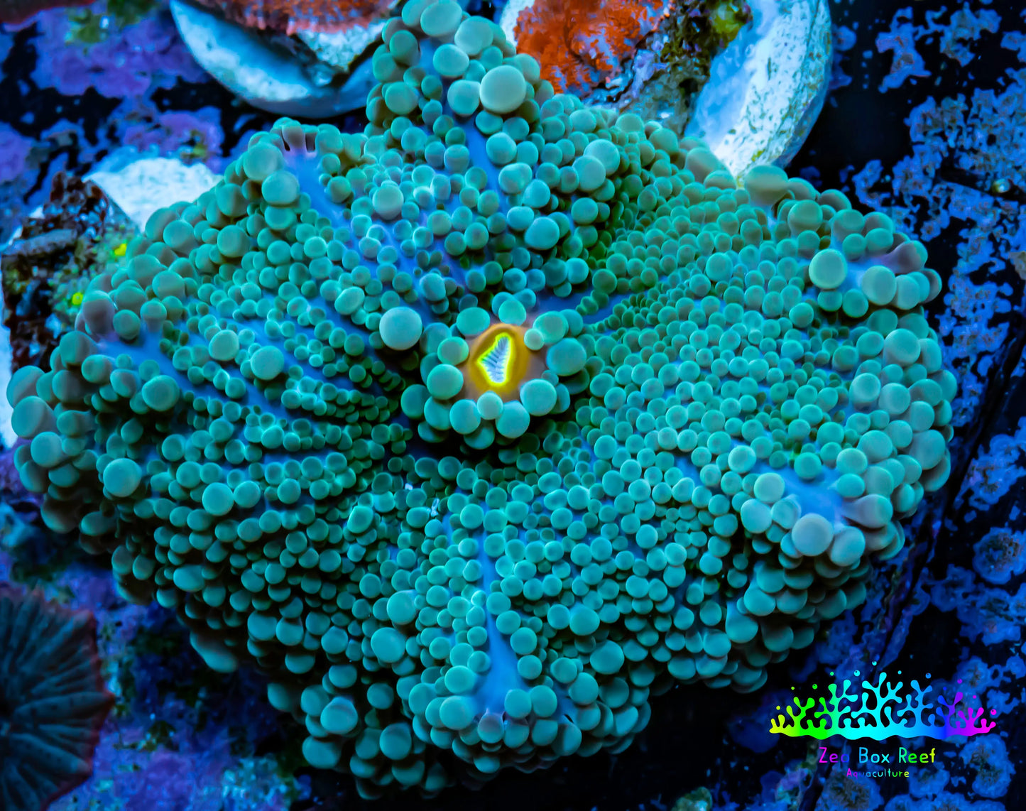 Soft Coral- Ultra Ricordea 4cm  WYSIWYG Soft Coral- Ultra Ricordea 4cm  WYSIWYG Soft Coral Soft Coral- Ultra Ricordea 4cm  WYSIWYG Zeo Box Reef