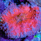 Soft Coral- Ultra Ricordea 5cm  WYSIWYG Soft Coral- Ultra Ricordea 5cm  WYSIWYG Soft Coral Soft Coral- Ultra Ricordea 5cm  WYSIWYG Zeo Box Reef