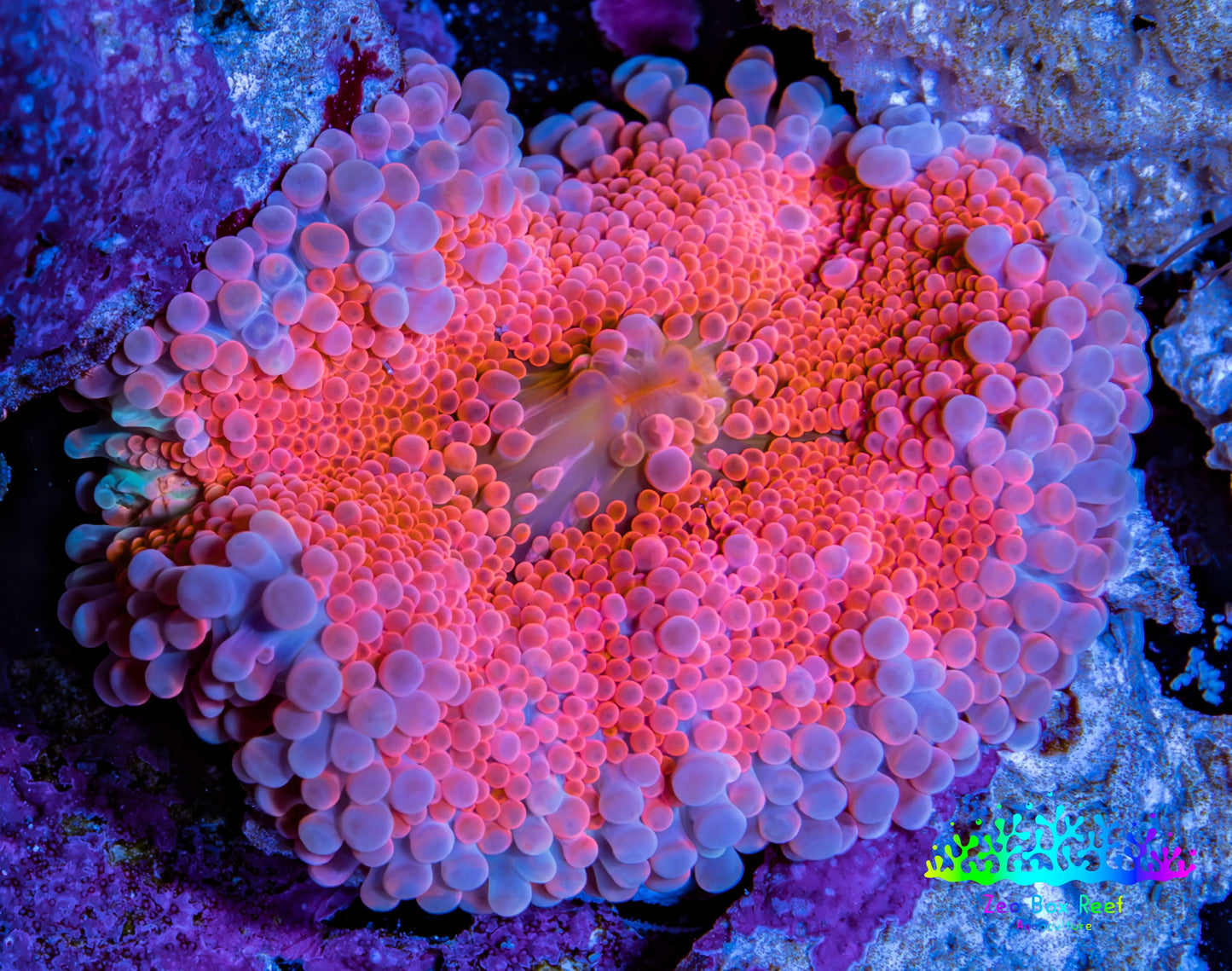 Soft Coral- Ultra Ricordea 5cm  WYSIWYG Soft Coral- Ultra Ricordea 5cm  WYSIWYG Soft Coral Soft Coral- Ultra Ricordea 5cm  WYSIWYG Zeo Box Reef