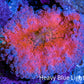 Soft Coral- Ultra Ricordea 5cm  WYSIWYG Soft Coral- Ultra Ricordea 5cm  WYSIWYG Soft Coral Soft Coral- Ultra Ricordea 5cm  WYSIWYG Zeo Box Reef