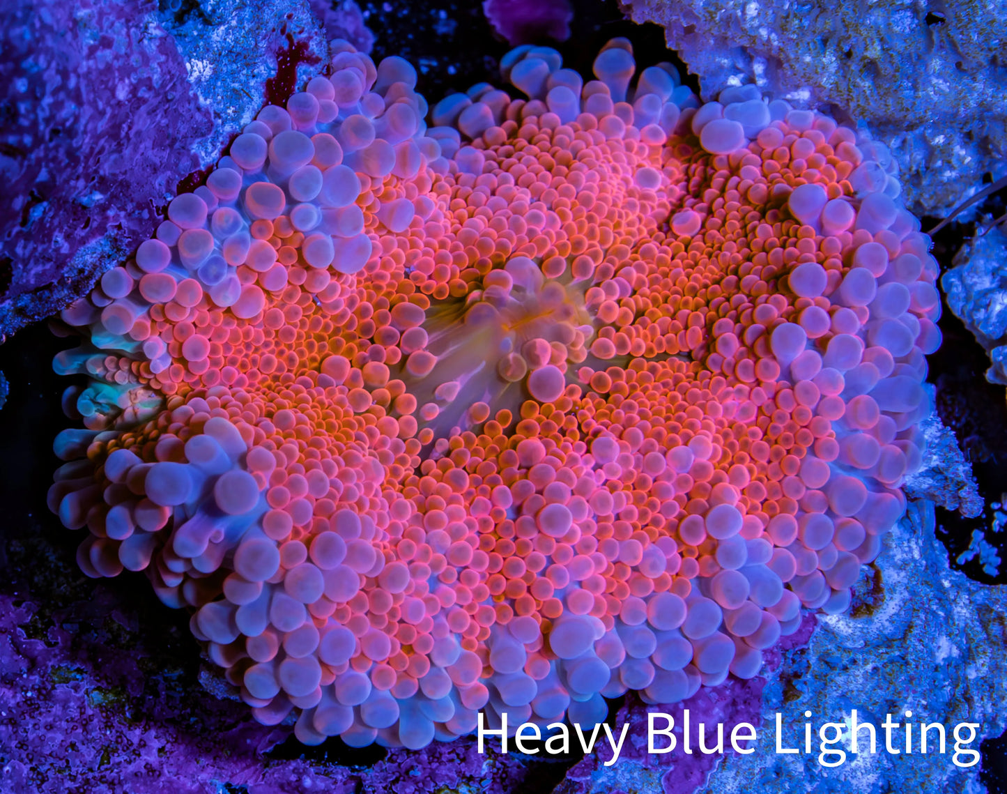 Soft Coral- Ultra Ricordea 5cm  WYSIWYG Soft Coral- Ultra Ricordea 5cm  WYSIWYG Soft Coral Soft Coral- Ultra Ricordea 5cm  WYSIWYG Zeo Box Reef