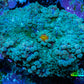 Soft Coral- Ultra Ricordea 6cm  WYSIWYG Soft Coral- Ultra Ricordea 6cm  WYSIWYG Soft Coral Soft Coral- Ultra Ricordea 6cm  WYSIWYG Zeo Box Reef
