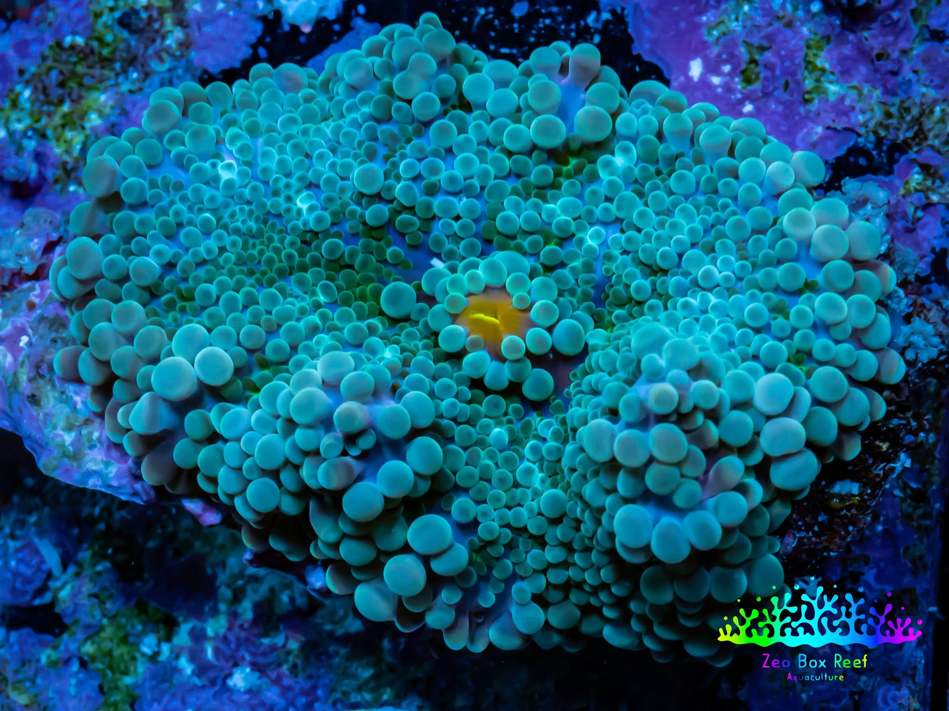 Soft Coral- Ultra Ricordea 6cm  WYSIWYG Soft Coral- Ultra Ricordea 6cm  WYSIWYG Soft Coral Soft Coral- Ultra Ricordea 6cm  WYSIWYG Zeo Box Reef