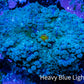 Soft Coral- Ultra Ricordea 6cm  WYSIWYG Soft Coral- Ultra Ricordea 6cm  WYSIWYG Soft Coral Soft Coral- Ultra Ricordea 6cm  WYSIWYG Zeo Box Reef
