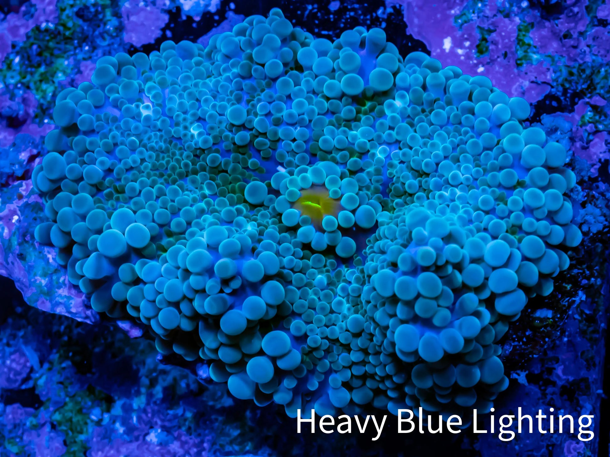 Soft Coral- Ultra Ricordea 6cm  WYSIWYG Soft Coral- Ultra Ricordea 6cm  WYSIWYG Soft Coral Soft Coral- Ultra Ricordea 6cm  WYSIWYG Zeo Box Reef