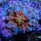 Soft Coral- Ultra Ricordea  Pup WYSIWYG 1cm Soft Coral- Ultra Ricordea  Pup WYSIWYG 1cm Soft Coral Soft Coral- Ultra Ricordea  Pup WYSIWYG 1cm Zeo Box Reef