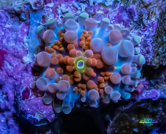 Soft Coral- Ultra Ricordea  Pup WYSIWYG 1cm Soft Coral- Ultra Ricordea  Pup WYSIWYG 1cm Soft Coral Soft Coral- Ultra Ricordea  Pup WYSIWYG 1cm Zeo Box Reef