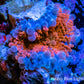 Soft Coral- Ultra Ricordea  WYSIWYG 2cm Soft Coral- Ultra Ricordea  WYSIWYG 2cm Soft Coral Soft Coral- Ultra Ricordea  WYSIWYG 2cm Zeo Box Reef