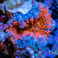 Soft Coral- Ultra Ricordea  WYSIWYG 2cm Soft Coral- Ultra Ricordea  WYSIWYG 2cm Soft Coral Soft Coral- Ultra Ricordea  WYSIWYG 2cm Zeo Box Reef