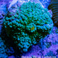 Soft Coral- Ultra Ricordea  WYSIWYG 2cm Soft Coral- Ultra Ricordea  WYSIWYG 2cm Soft Coral Soft Coral- Ultra Ricordea  WYSIWYG 2cm Zeo Box Reef