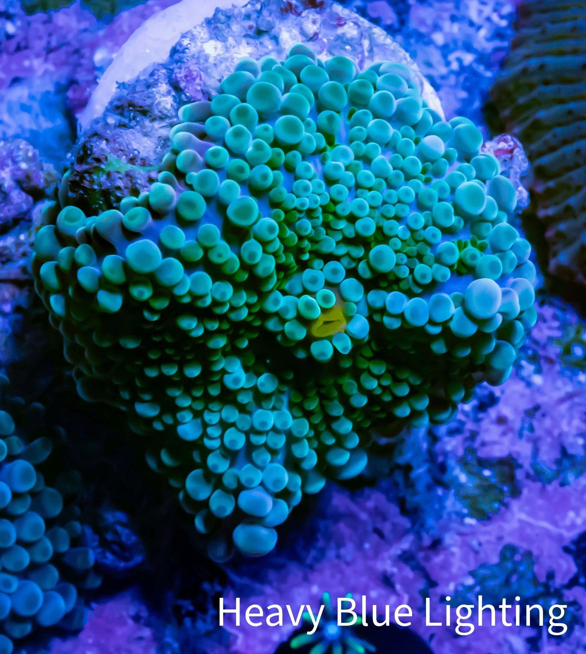 Soft Coral- Ultra Ricordea  WYSIWYG 2cm Soft Coral- Ultra Ricordea  WYSIWYG 2cm Soft Coral Soft Coral- Ultra Ricordea  WYSIWYG 2cm Zeo Box Reef