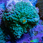 Soft Coral- Ultra Ricordea  WYSIWYG 2cm Soft Coral- Ultra Ricordea  WYSIWYG 2cm Soft Coral Soft Coral- Ultra Ricordea  WYSIWYG 2cm Zeo Box Reef