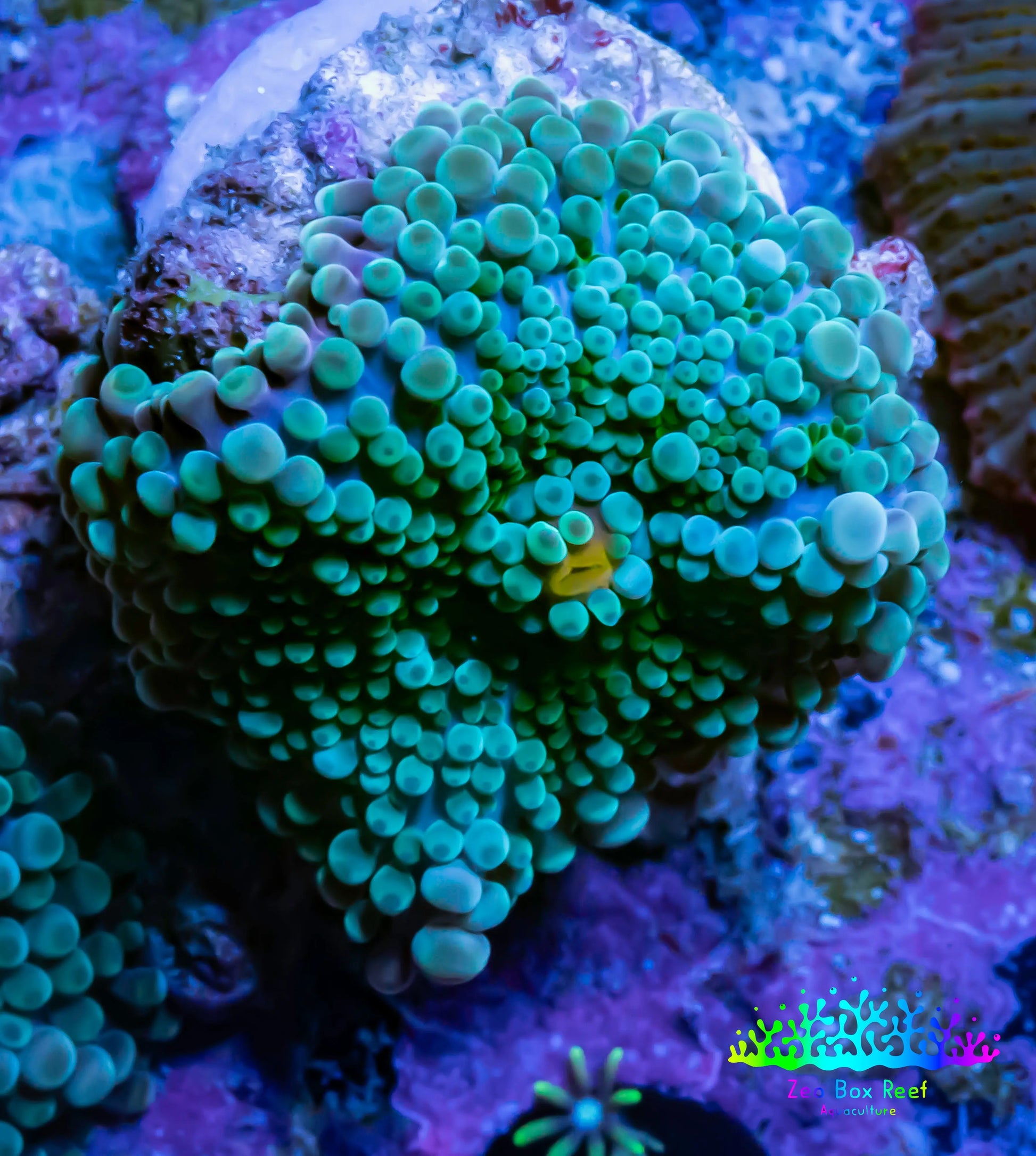 Soft Coral- Ultra Ricordea  WYSIWYG 2cm Soft Coral- Ultra Ricordea  WYSIWYG 2cm Soft Coral Soft Coral- Ultra Ricordea  WYSIWYG 2cm Zeo Box Reef