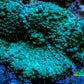 Soft Coral- Ultra Ricordea  WYSIWYG 2cm Soft Coral- Ultra Ricordea  WYSIWYG 2cm Soft Coral Soft Coral- Ultra Ricordea  WYSIWYG 2cm Zeo Box Reef